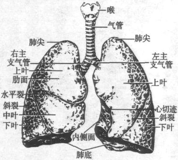 一、气管、支气管及肺的正常解剖